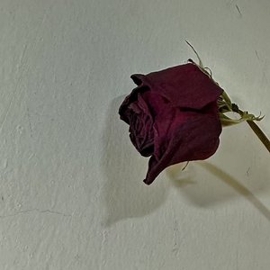 续集（Prod.MRZ）