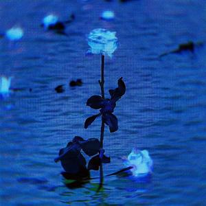 PERISH玫瑰（Prod EVOMUSIC）