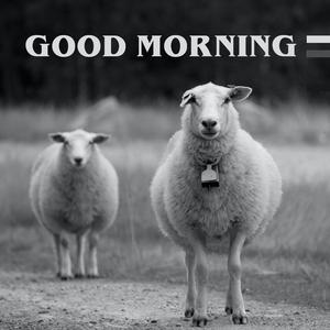 Good Morning Sheeps