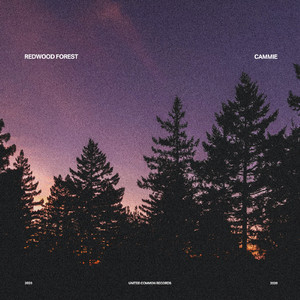 Redwood Forest