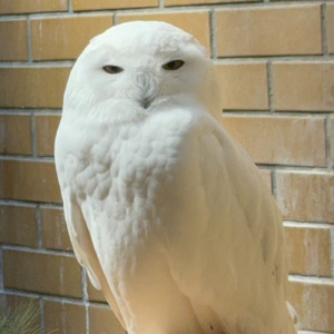見上げる夜空に