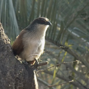 Die Ou Kraal Liedjie (Live)