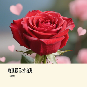 玫瑰送你才浪漫
