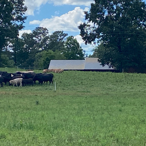 Where The Wild Things Grow (Remix)