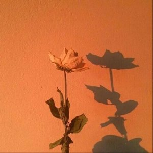 白山茶（翻唱）