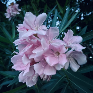 【Free】“夏雨秋风” 古风 /Pop Type Beat