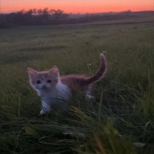 我会永远永远的爱你