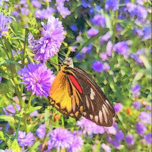 The Man From The Shadow