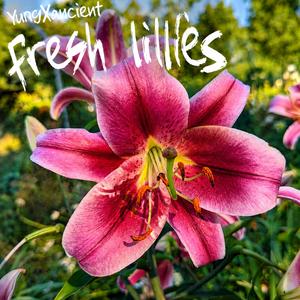 fresh lillies