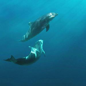 你的姑娘（女声版）