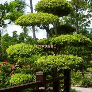 旅馆欢快的爵士