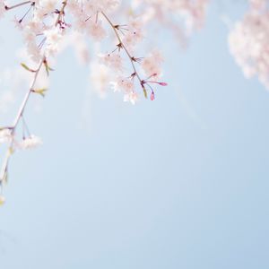 花は桜 君は美し
