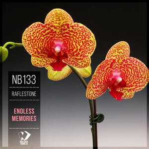 Hold On (Original Mix)