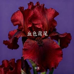 血色鸢尾 (Cover 沐可儿)