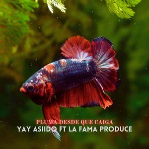 Pluma Desde Que Caiga