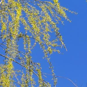 最美的春天-柒小语+伴唱MMO