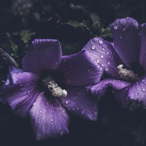 lonely rosa（重混版）