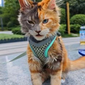 The Young God Speaks (sped up)