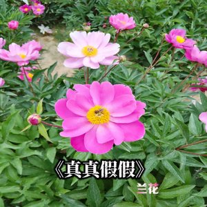 真真假假