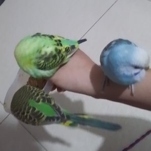 我家鹦鹉豆豆飞飞多多宝贝