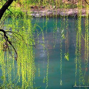 东风夜放花千树