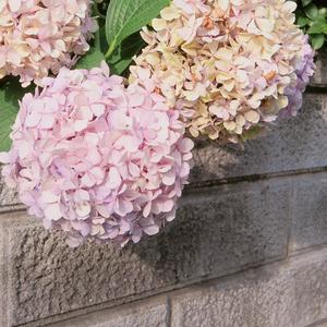 【アークナイツ 明日方舟】OST「春弦」--指弹吉他与二胡（翻自横山克）（翻自 纯音乐）