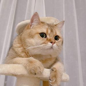 属于你的甜