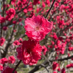Spring Vibes