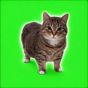 OiiA OiiA (SPINNING CAT)