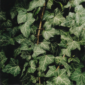 hedera