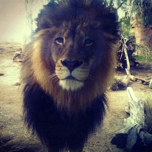 The Lion
