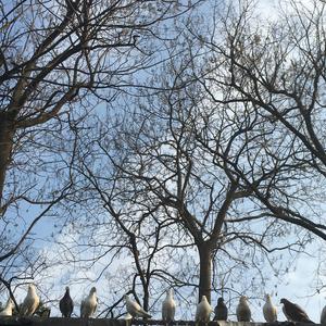 【口风琴】不可思議のカルテ《青春猪头少年不会梦到兔女郎学姐》ED