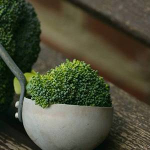 小盆里的多肉 (1)