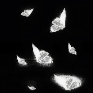 リナリアが咲いて