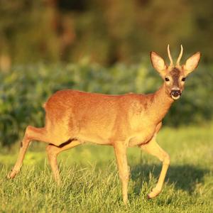 Rallye Hourvari (Les Echos du bois Pachod)