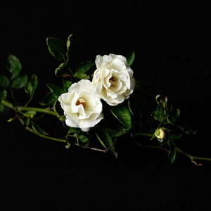 【free】"爱止痛"JinJiBeWater_隼 type beat