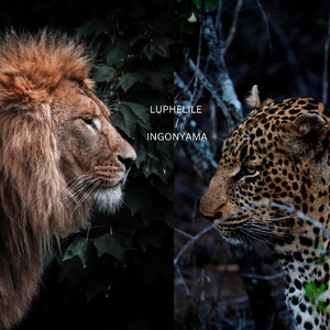 Luphelile / Ingonyama