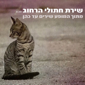 שירת חתולי הרחוב