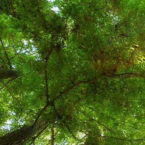 咖啡冲不冲洗脑摇