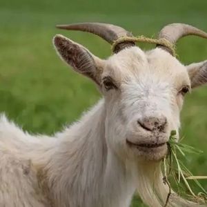 普通disco口琴版(c调2把位与1把位）羊了个羊BGM