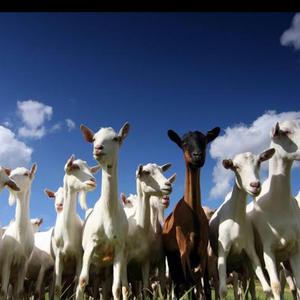 Goats (feat. Shoxx Inferno, P.O.L & Luffy Son of God)