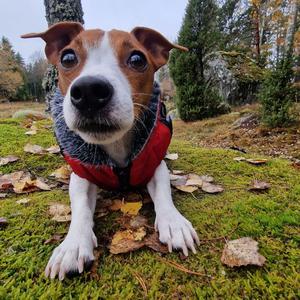 Super Dog (Instrumental)