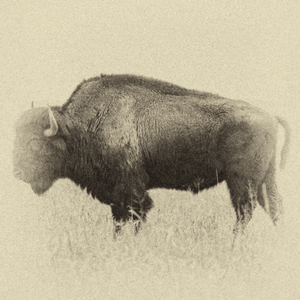 The Return of the Buffalo