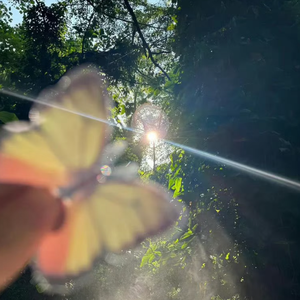 【FREE】“蝴蝶悄悄落在我的指尖” Dream Guitar X Type Beat