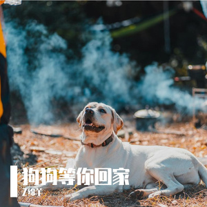 狗狗等你回家