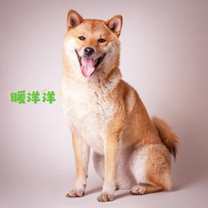 暖洋洋 (狗舍音乐)