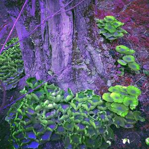 Reishi (Dark Forest Mix)