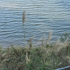 晚风的思念 (经典轻音乐)