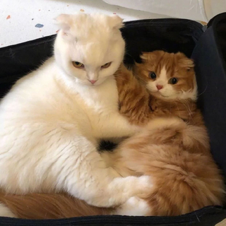 她早就不喜欢花了