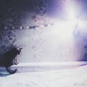 唱一首歌吧送给孤独的背影吧（Cover留声玩具）